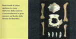 resti fossili Ursus Spelaeus